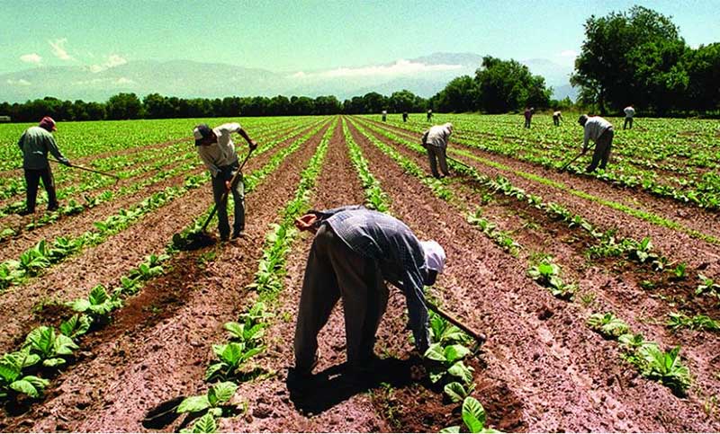 Agricultura implementa un plan de desarrollo cooperativo
