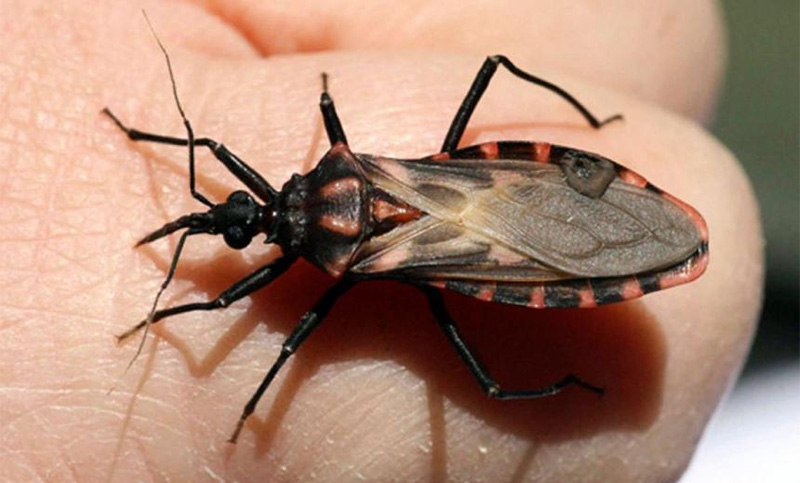 Día Mundial del Chagas: el Ministerio de Salud insta a redoblar acciones de prevención