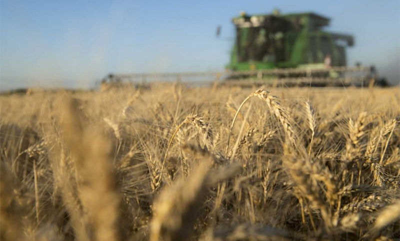 Fideicomiso del trigo: el gobierno fijó los precios de referencia para las harinas