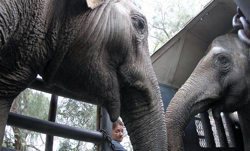 Las dos elefantas del ex zoologico de Mendoza llegaron al santuario brasileño