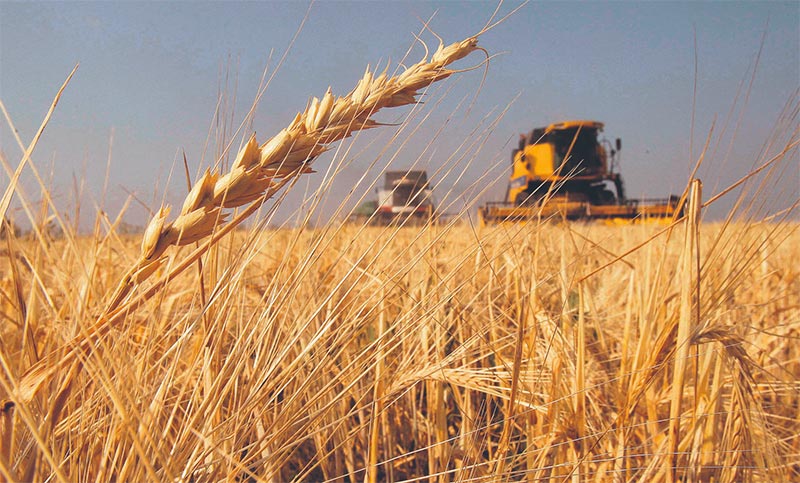 Con la cosecha de soja avanzada, productores santafesinos apuestan por el trigo