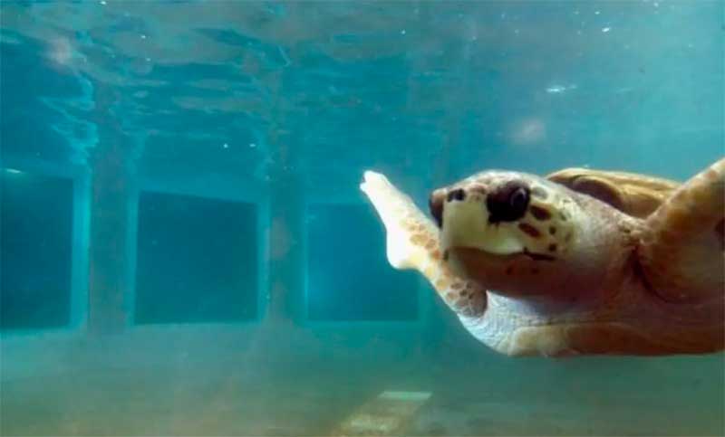 El traslado del tortugo Jorge desde Mendoza a Mar del Plata está cada vez más cerca