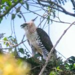 El Gobierno misionero lanzó un proyecto para proteger a las águilas de la selva paranaense