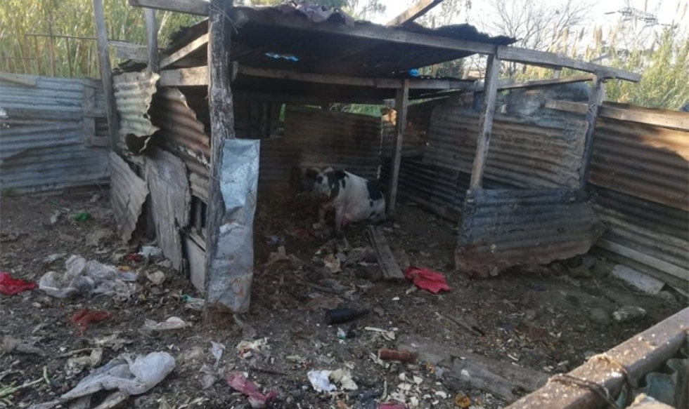 Volvieron a allanar la casa del “Viejo” Cantero para rescatar más animales