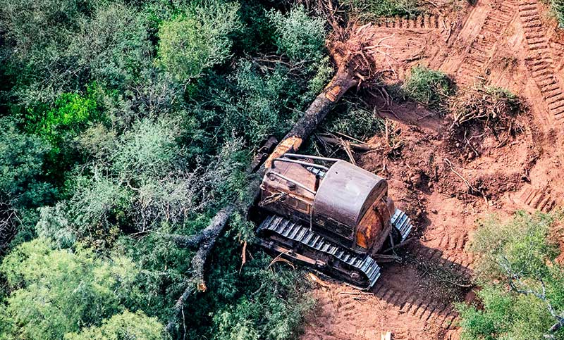 Pagaron US$ 82 millones al país por reducción en la deforestación