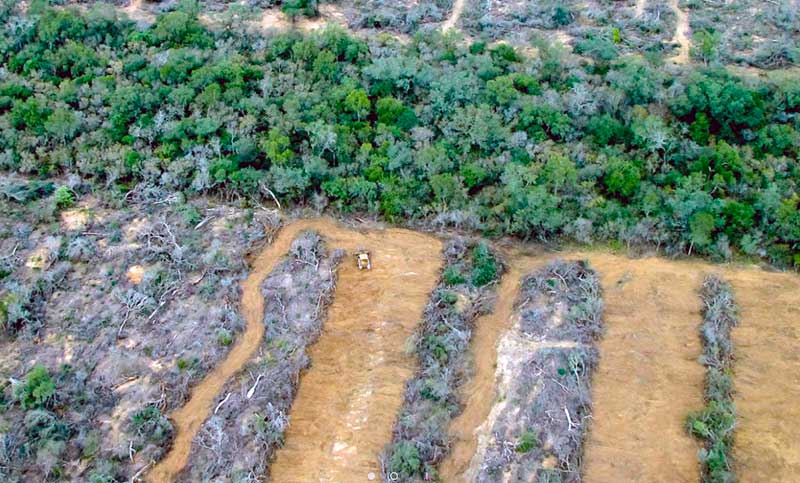 Greenpeace advirtió que la Sociedad Rural presiona al gobierno de Salta por más desmontes 