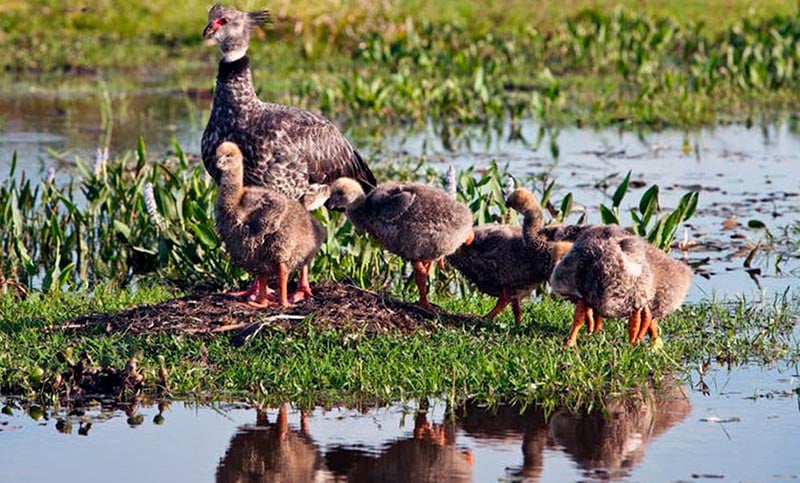 Reintroducirán especies de la fauna autóctona en el parque Iberá de Corrientes