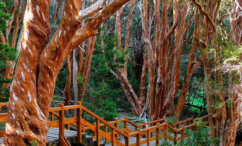 Se realizó la primera jornada de plantación de árboles nativos en zona afectada por el incendio en Bariloche