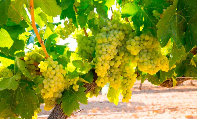 Día internacional del Chardonnay: una de las variedades más reconocidas de vinos en todo el mundo