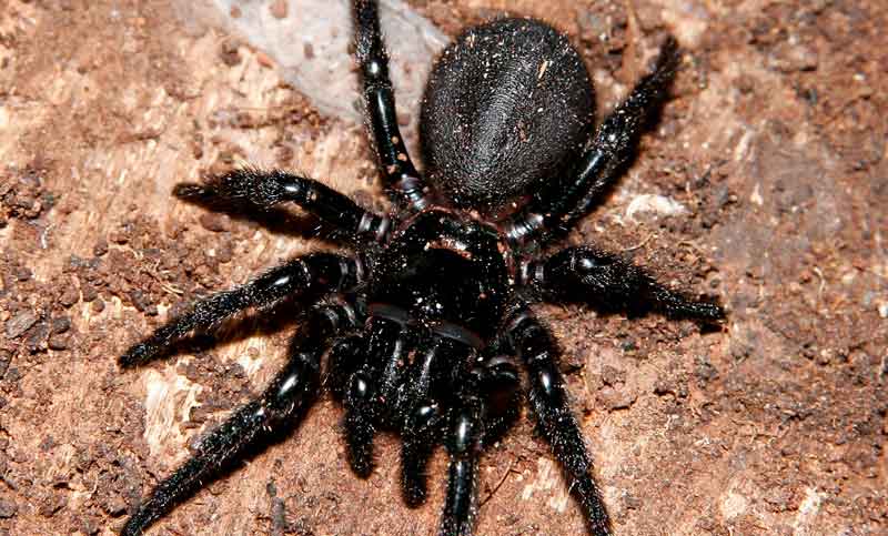 Se eriza la piel: el top 10 de las arañas más venenosas y peligrosas