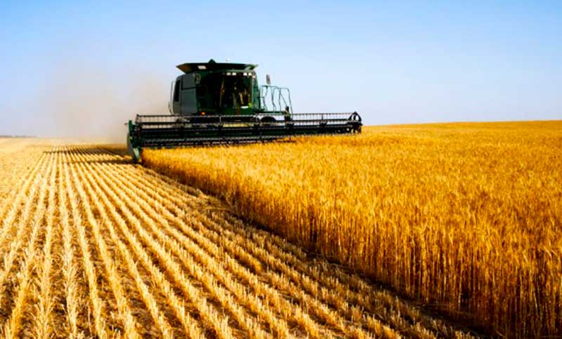 Advierten que la producción de maíz y trigo se encuentra frente a una «situación compleja»