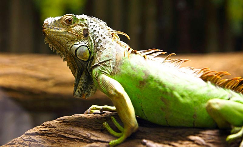 Los animales de sangre fría envejecen más lento que el resto de las especies