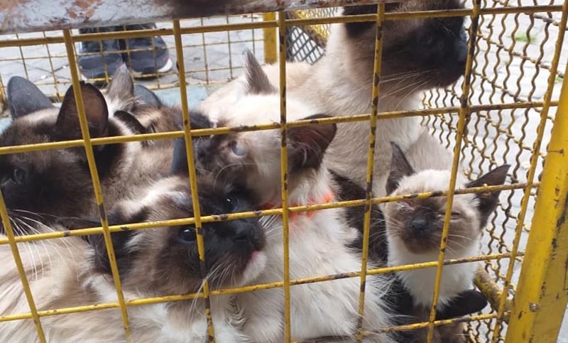 Rosario: rescataron 17 gatitos en malas condiciones y hacinados en una casa del centro