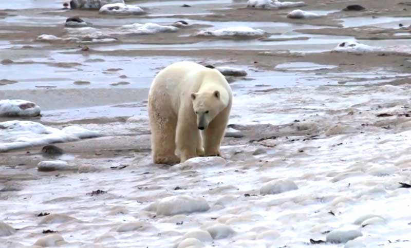 Nueva subespecie única de oso polar en Groenlandia apta para cazar sin hielo marino