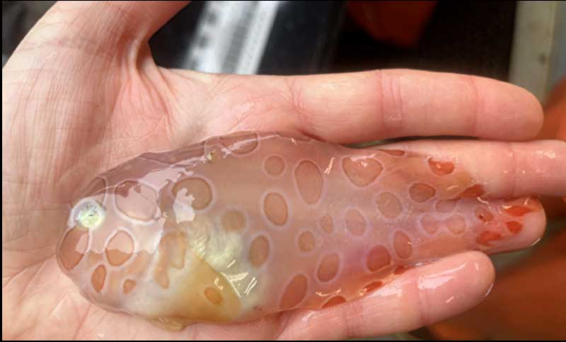 Científicos descubren raros peces transparentes de aguas profundas en una expedición oceánica