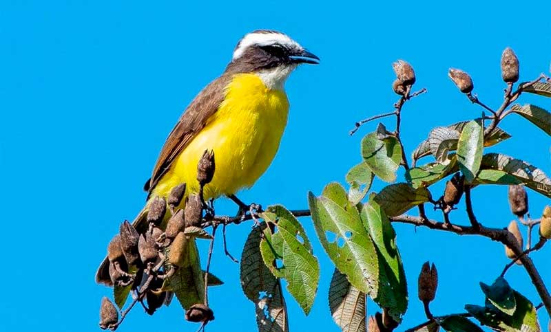 Encontraron en el Parque Nacional Iguazú una nueva especie de ave nunca vista en Argentina