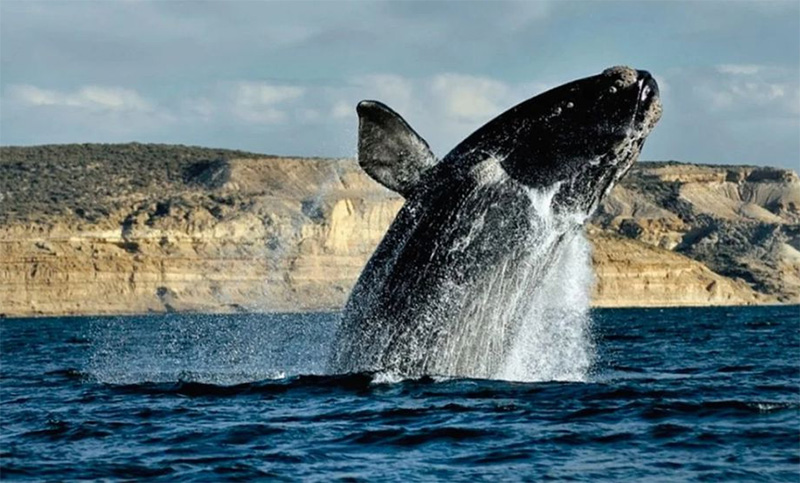 Registraron 1.031 ballenas en los alrededores de Península Valdés