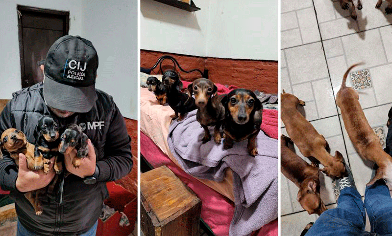 Decomisaron más de 60 animales en un criadero ilegal en El Palomar