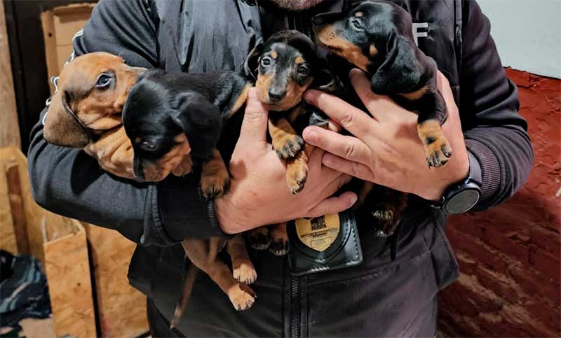Rescataron a 200 animales tras un allanamiento en dos criaderos ilegales de perros