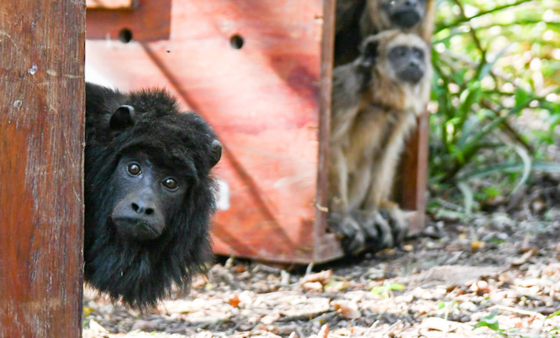 Liberaron cinco monos carayá en el norte santafesino