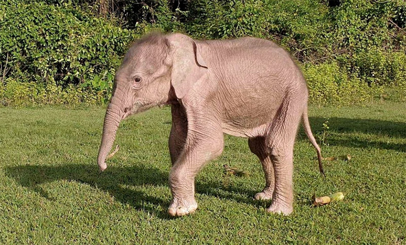 Nació un inusual elefante blanco en Myanmar