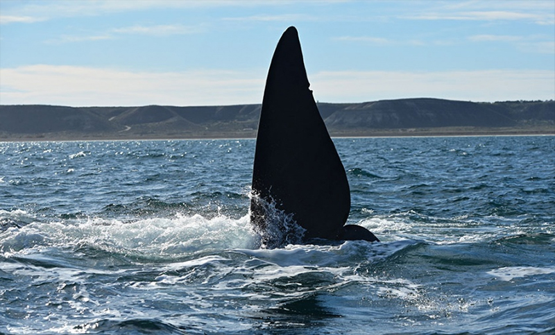 El avistamiento de ballenas se aprovechó a pleno el fin de semana