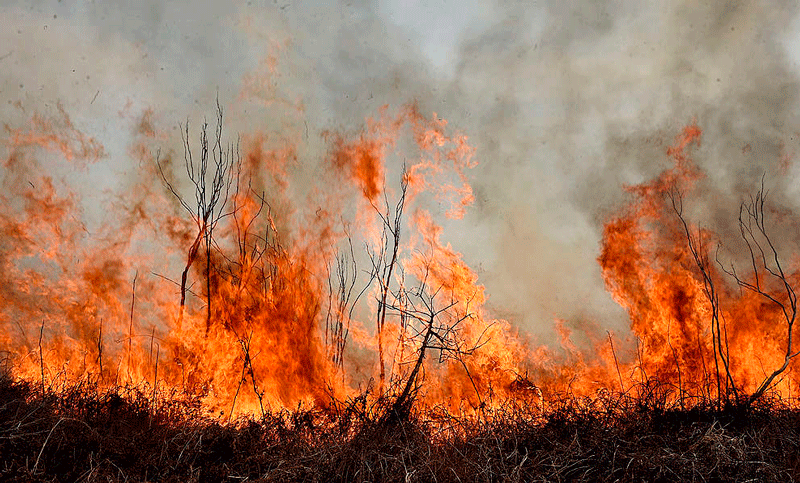 Más de cien brigadistas se sumaron para combatir los incendios en el Delta del Paraná