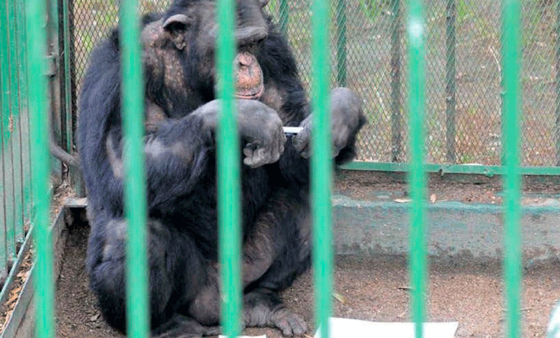 La científica Jane Goodall pidió por la liberación del chimpancé Toti, en cautiverio en Río Negro
