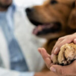 Teisa exige que se implemente la ordenanza que crea un hospital veterinario público y gratuito