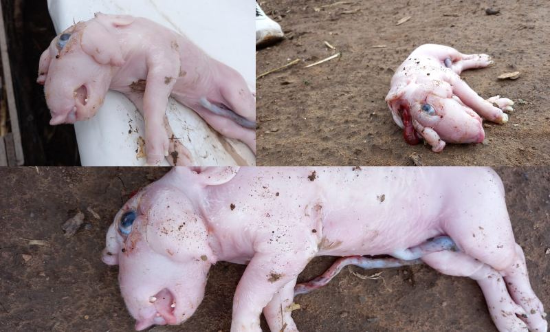 En una finca santiagueña nació un cerdo con tres hocicos