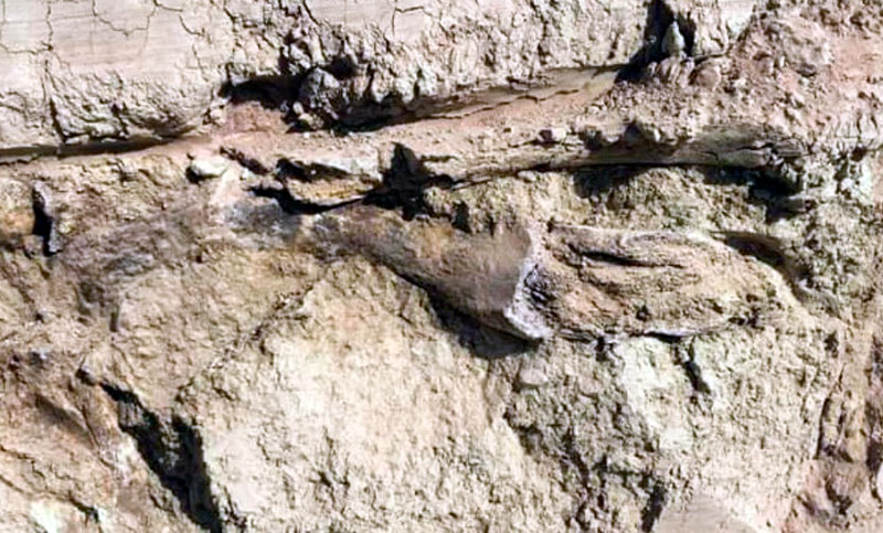 Hallaron en San Lorenzo restos fósiles de un gliptodonte de hace 10 mil años