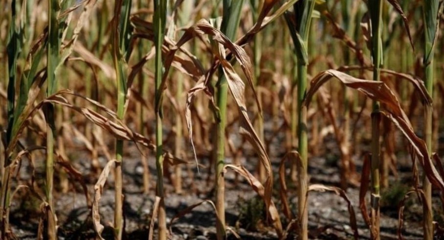 La sequía provocada por “La Niña” genera dificultades en la siembra de trigo