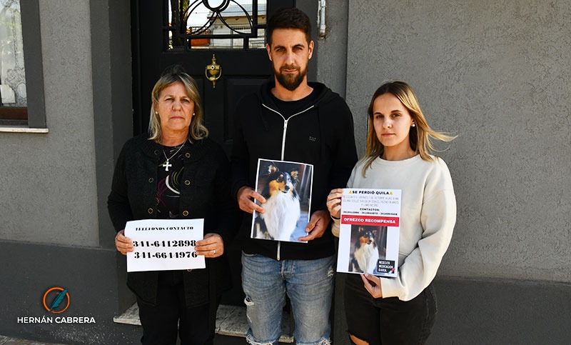 Buscan desesperadamente a Quila, una perra collie que posee una enfermedad congénita