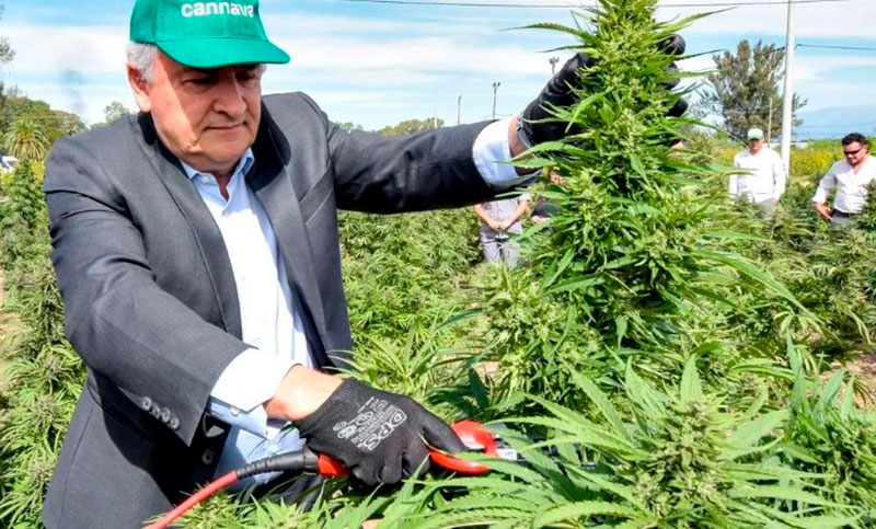 Habilitan la primera planta de producción de cannabis medicinal del país