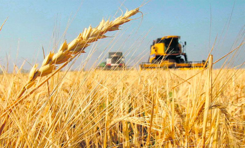 Para fomentar la producción de granos, el Gobierno ayudará económicamente a productores