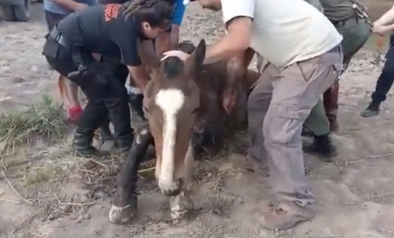 Rescataron un caballo extremadamente lastimado en Rosario