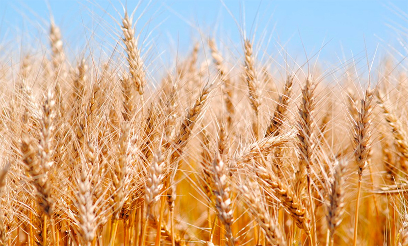 Ya se perdió el 10% del trigo sembrado en la región núcleo a causa de la sequía