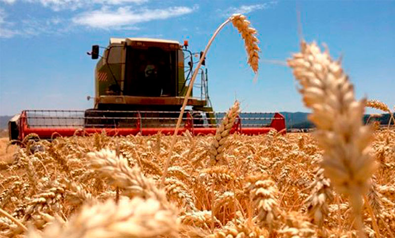 La cosecha de trigo sería la peor en años: por la escasez, los precios podrían dispararse