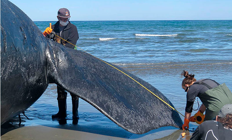 Asciende a 15 el número de ballenas muertas en la zona de Península Valdés