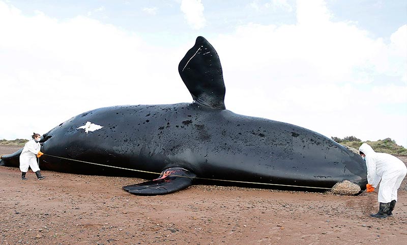 Confirmaron el hallazgo de toxinas de “marea roja” en las 30 ballenas muertas