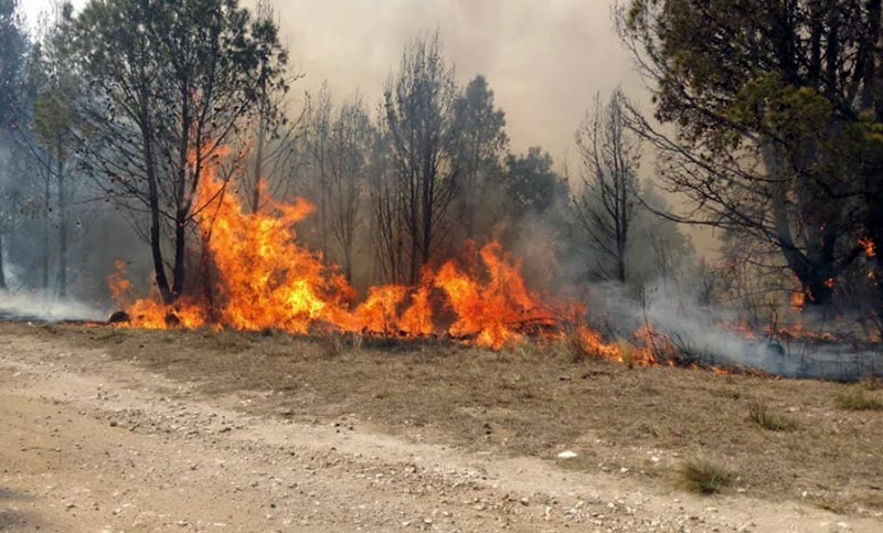 Siete provincias registran incendios forestales activos en el país