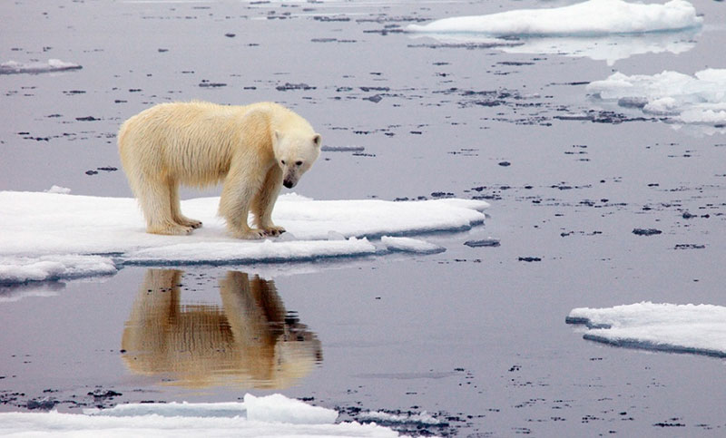 Círculo Polar Ártico: un llamado de emergencia por el planeta