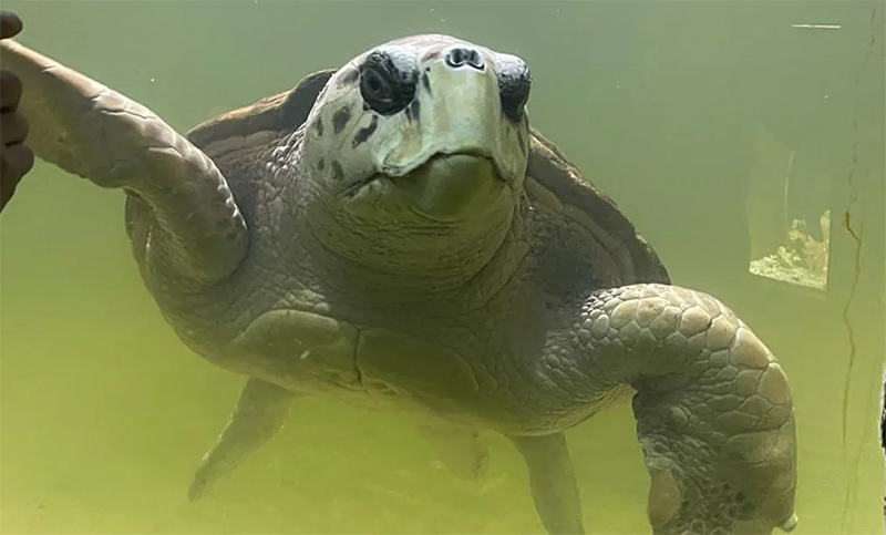 Luego de vivir 40 años en cautiverio, el tortugo Jorge viajará a un centro de rehabilitación en Mar del Plata
