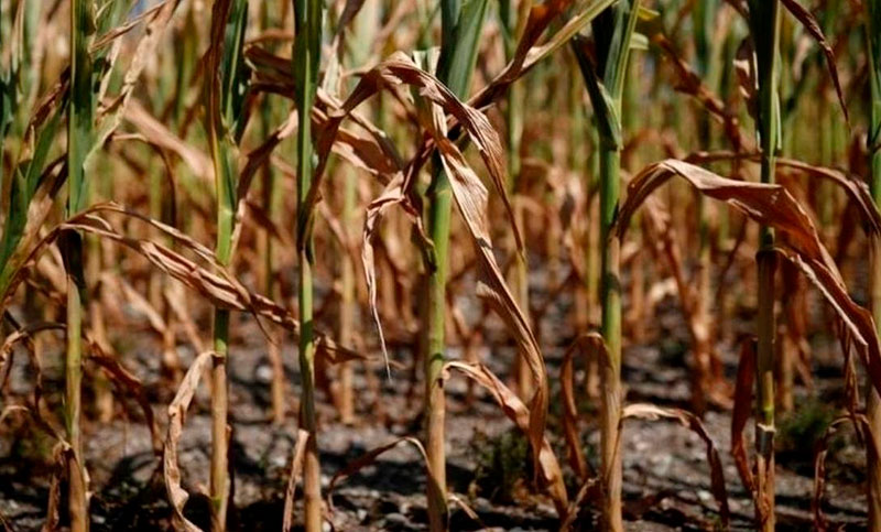 Un total de 140 millones de hectáreas están afectadas por la sequía en el país