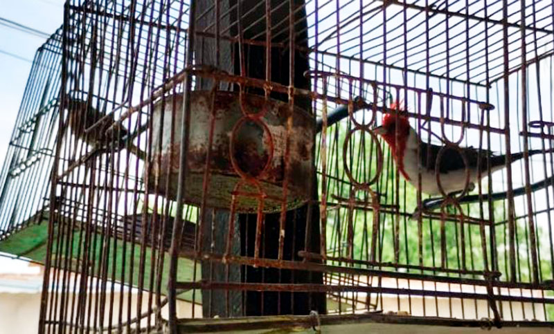 Liberaron 22 aves de especies nativas en un allanamiento de Campana