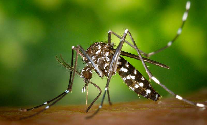 Se aceleran los contagios por dengue en el país y la cifra ya roza los diez mil casos
