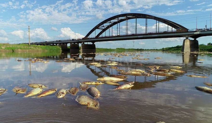 Metales pesados y agrotóxicos: la preocupante contaminación del Río Salado