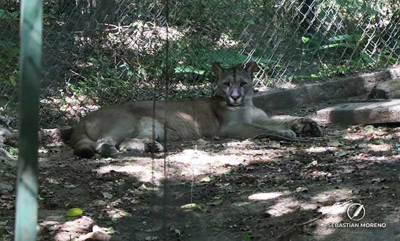 Una ONG rosarina solicita fondos para rehabilitar y reinsertar a animales silvestres