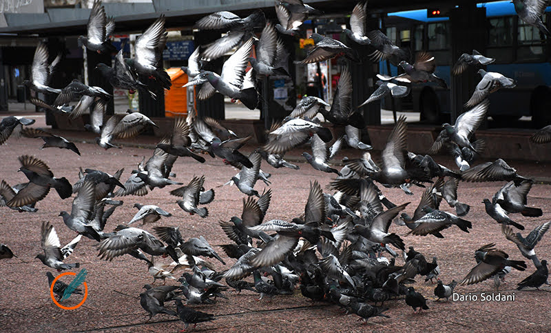 Ante la superpoblación de palomas en Rosario, el Municipio planteó estrategias de control