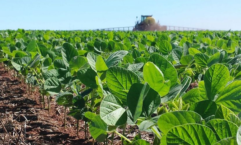 La siembra de soja quedó paralizada en Santa Fe por las altas temperaturas